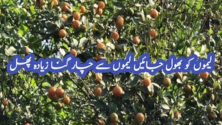 How to grow Chinese orange tree calamondin orangebonsai orange tree [upl. by Dot]