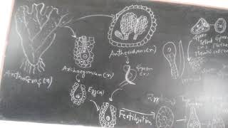 Life cycle of Anthoceros [upl. by Kennie59]