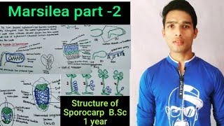 Structure of Marsilea Sporocarp  External and internal morphology [upl. by Ahaelam]