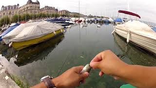 Petite pêche au lac Léman  au leurre [upl. by Ib]