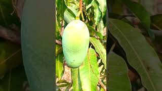 Flowers of Mangifera indica [upl. by Oralla]