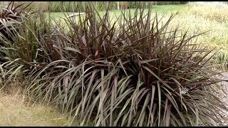 Prairie Yard amp Garden Grasses for the Landscape [upl. by Attennek]