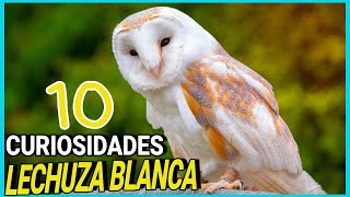 LECHUZA de CAMPANARIO o Común 🔔🦉 10 Datos y Curiosidades del búho mas bonito Tito alba DOCUMENTAL [upl. by Aihtniroc]