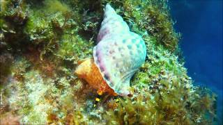 Triton Shell  Devils Reef  Qammieh Point [upl. by Eneles]