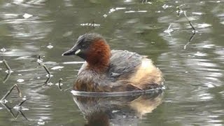 Little Grebe on Tehidy Woods Lake  Dabchick  Grèbe Castagneux [upl. by Dosia242]