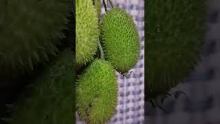 Momordica dioica nature fruit momordica dioica viral shorts [upl. by Pascia]