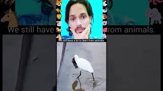 Funny animals 2024😆  Funniest Cats and Dogs Video🐕🐈211 shorts Men Vs Wild Akshay Kumar Comedy [upl. by Asiuol]