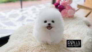 AMAZING DOLL FACE POMERANIAN Tiffany  Rolly Teacup Puppies [upl. by Bendix]