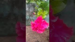 Mandara flowers 🌺🌺 benefits 😍like 👍🏻pleasesubscribe 🔔 [upl. by Eltrym]