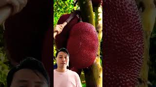 Jenins nangka kulit merah dari negara mana nangka nangkamerah jackfruit [upl. by Novar459]