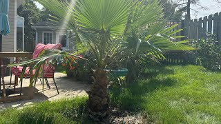 How to grow Washingtonia robusta part 26 6 years [upl. by Shaia]