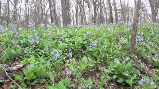 Bluebells Along Bull Run [upl. by Anytsyrk170]