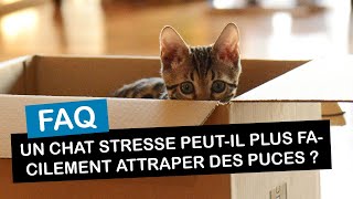 Un chat stressé peutil plus facilement attraper des puces [upl. by Lindsy]