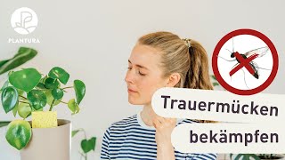 Trauermücken bekämpfen  So werdet ihr die Fliegen in der Blumenerde los [upl. by Iral]