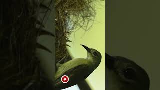 Feeding 2 chicks in the nest  Olive backed sunbird [upl. by Julissa]