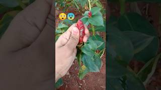 Shampoo Ginger plant🌷ఎక్కడెైన చుసారా😳 [upl. by Notsua]