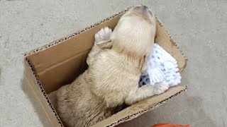 Left in the trash the 1weekold puppy cried loudly for his mother because he was hungry [upl. by Arjun]