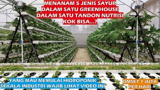 Cara menanam lima jenis sayuran hidroponik dalam satu sistem dan satu tandon nutrisi [upl. by Lindley]