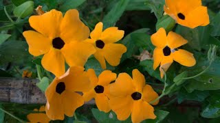 Karagözlü Suzan Sarmaşığı  Bakımı Nasıl Yetiştirilir  Black Eyed Susan Thunbergia Alata [upl. by Alaham]