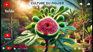 Le figuier  culture plantation taille entretien et récolte [upl. by Merow]