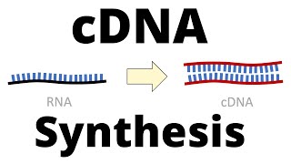 cDNA Synthesis Protocol by Reverse Transcription [upl. by Nishi]