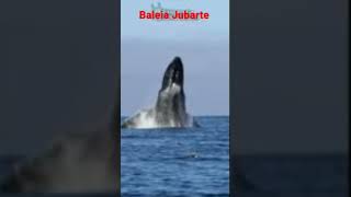 O som da Baleia é de arrepiar whale [upl. by Blus527]