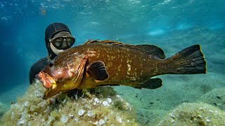 This Grouper took me 5 years to shoot  Spearfishing Italy Isola del Giglio [upl. by Derrik]