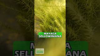 Mayaca SELLOWINIANA 🔥🔥🔥Fluffy Aquarium Plant For Sale [upl. by Oxford531]