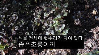 좁은초롱이끼 Rhizomnium tuomikoskii T j kop [upl. by Aloap]