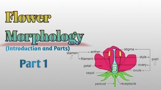 Flower and its Modification Flower and its parts  Plant Systematics [upl. by Leonelle]