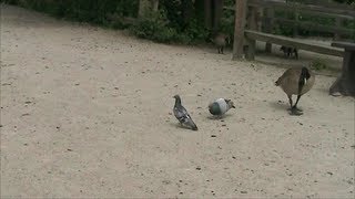 Cute Pigeon Courtship [upl. by Asilat901]