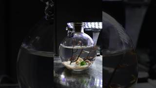 All in one enclosed shrimp ecosystemPURCHASE LINK IN BIO shrimp shrimptank ecosystem aqualab [upl. by Eisned333]