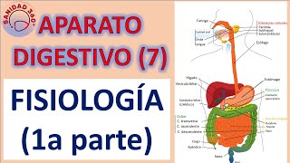 4 EL INTESTINO DELGADO I ESTRUCTURA Y FUNCIÓN DEL SISTEMA DIGESTIVO [upl. by Marcia]