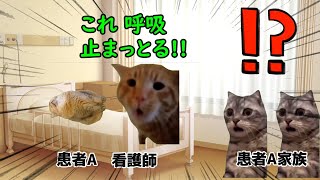 見舞い中に呼吸停止⁉ その時患者家族がとった行動とは…？【猫ミーム】【猫マニ】 [upl. by Maurita752]