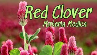 Materia Medica Red Clovers Powerful Medicinal Uses [upl. by Ahsenrac]