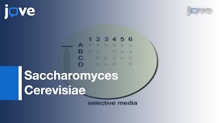 Classification of Bacteria Antibiotics  Lecture 1 [upl. by Derwood]