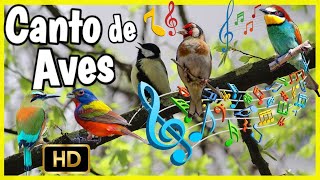 Los cantos de aves más hermosos 🎶 🐦 Sonidos de Pájaros cantores al amanecer [upl. by Katalin]