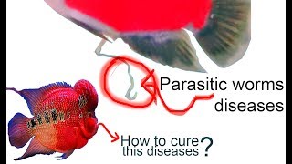 HOW TO CURE PARASITIC WORMS DISEASES FROM THE FLOWERHORN FISH [upl. by Skyler873]