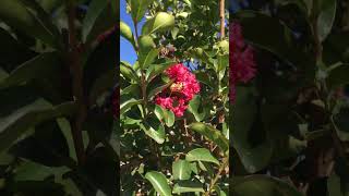 First flower in Crepe Myrtle Tuscarora Lagerstroemia  Summer 2024 [upl. by Raychel583]