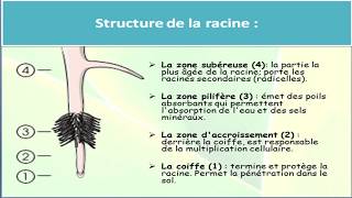 Organisation de lappareil végétatif des spermaphytes 1 les racines [upl. by Iretak598]