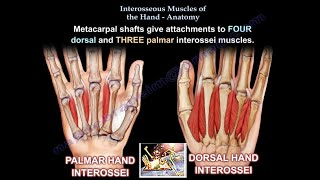 Interosseous Muscles Of The Hand Anatomy  Everything You Need To Know  Dr Nabil Ebraheim [upl. by Naro]