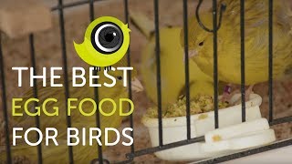 How to make the BEST egg food for birds  The Canary Room TV Exclusive [upl. by Gaves]