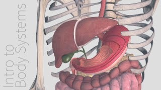 Introduction to the Digestive System  Animated Tutorial  Complete Anatomy [upl. by Clayton]