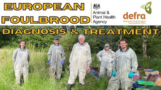 European Foulbrood Diagnosis amp Treatment In Honey Bees With The Bee Inspectors [upl. by Lagiba703]