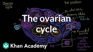 The ovarian cycle  Reproductive system physiology  NCLEXRN  Khan Academy [upl. by Corb615]