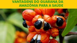 Vantagens do Guaraná da Amazônia para a Saúde [upl. by Mossolb852]