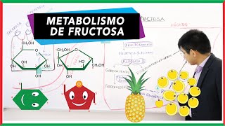 Metabolismo de la fructosa  Fructólisis [upl. by Ayota199]