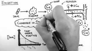 Pharmacokinetics 5  Excretion [upl. by Eilahtan675]