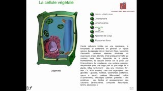 La cellule végétale Animation [upl. by Neeli]