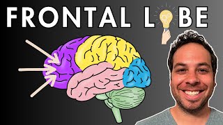 The Frontal Lobe  Location and Function [upl. by Jud]